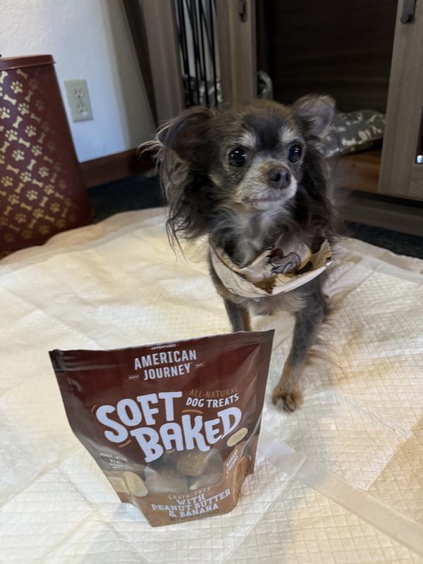 My dog with the bag of treats asking for more