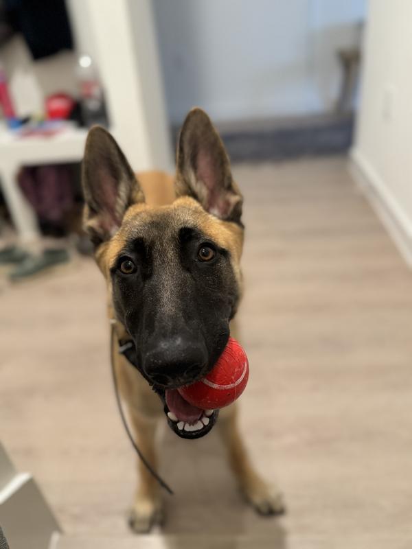 Argus with the beef scented playology ball