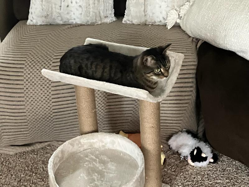 Adopted Kitty on her new Carpet scratching post