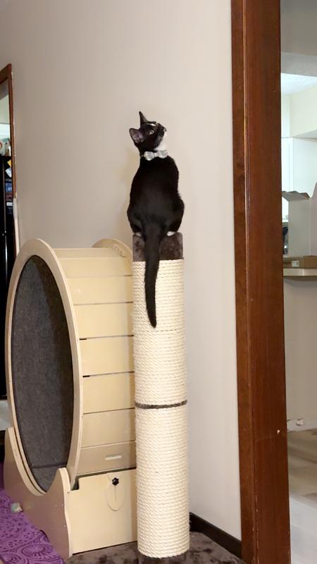 Midwest feline nuvo grand cat scratching post sale
