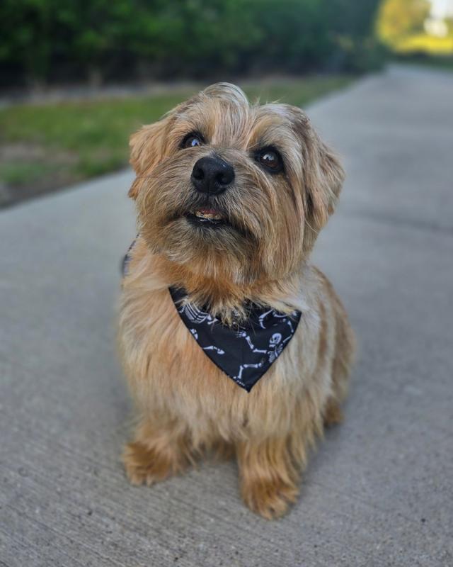 Quincynorfolkterrier