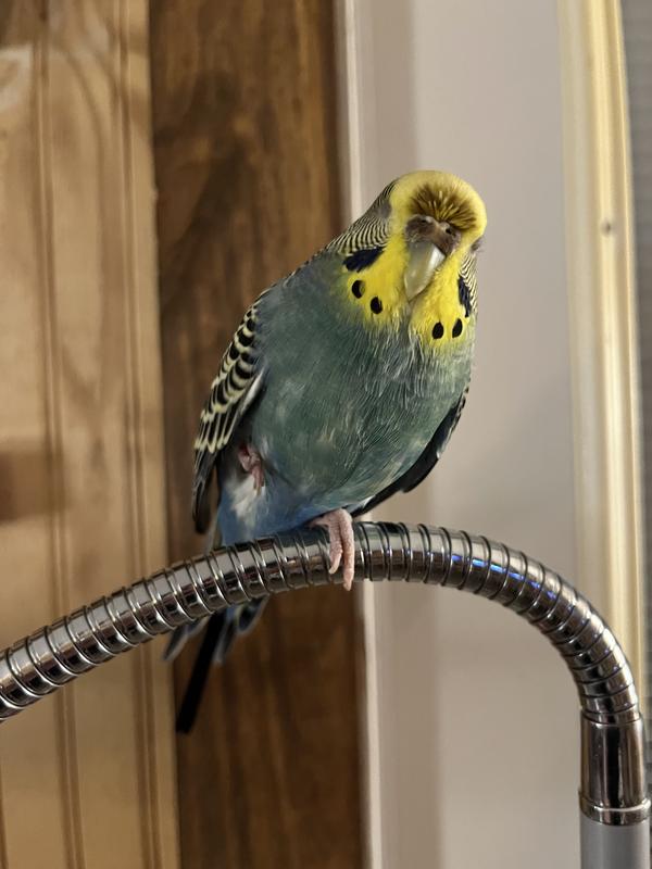 They’re kind of molting right now, I couldn’t get a picture of her eating, but this supplement has definitely made her molt easier.