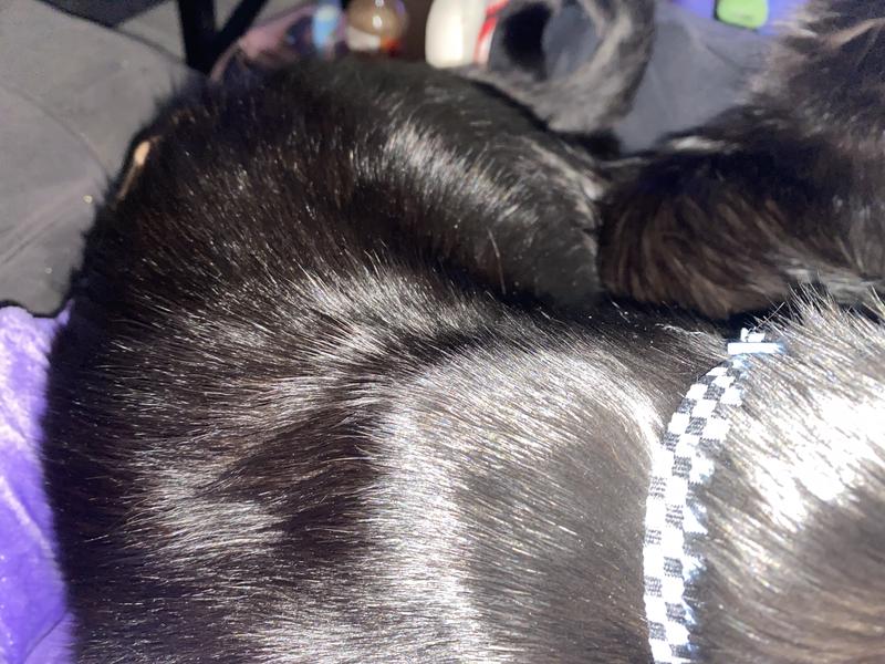 My black cat’s sleek fur