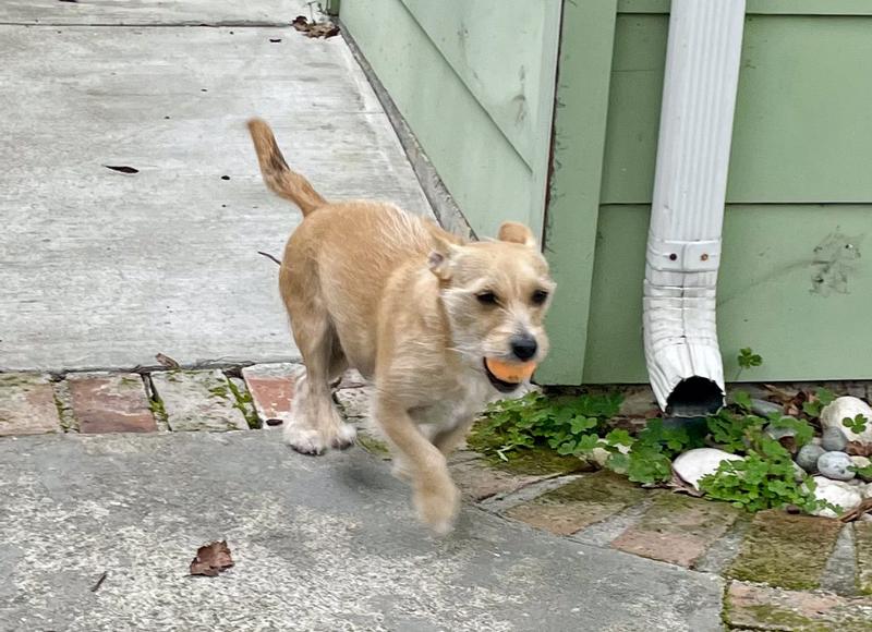 Whimsy Fetching a Hyper Pet mini ball