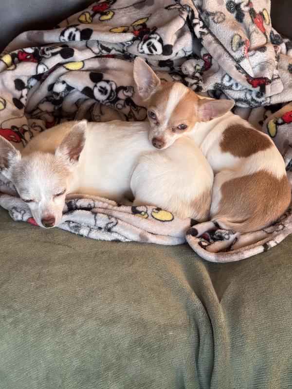 Xoco (older dog) and Tozi (her younger, terrorist sister😂)