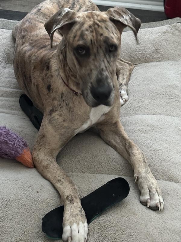 The culprit.  LOL, Charlie the Great Dane.