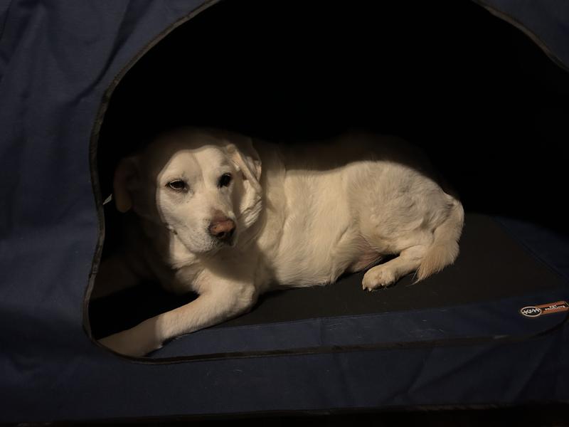 Niko loves his covered bed.