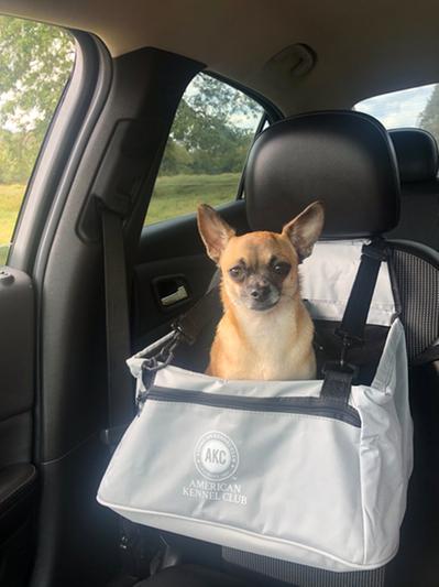 Akc dog shop car seat