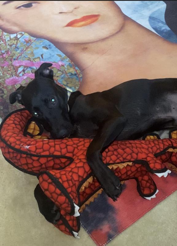 Enzo Loves his dragon…