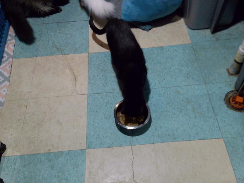 Stormy was the first to try the new food.