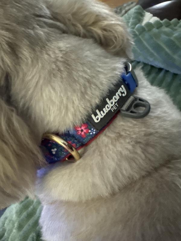 One of my shih tzu dogs with her collar.