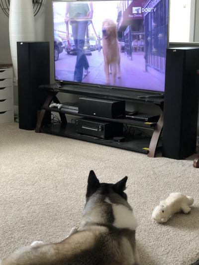 lol always near her when watching puppy TV!