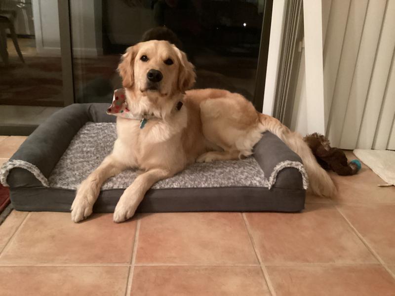 Our Golden loves it.