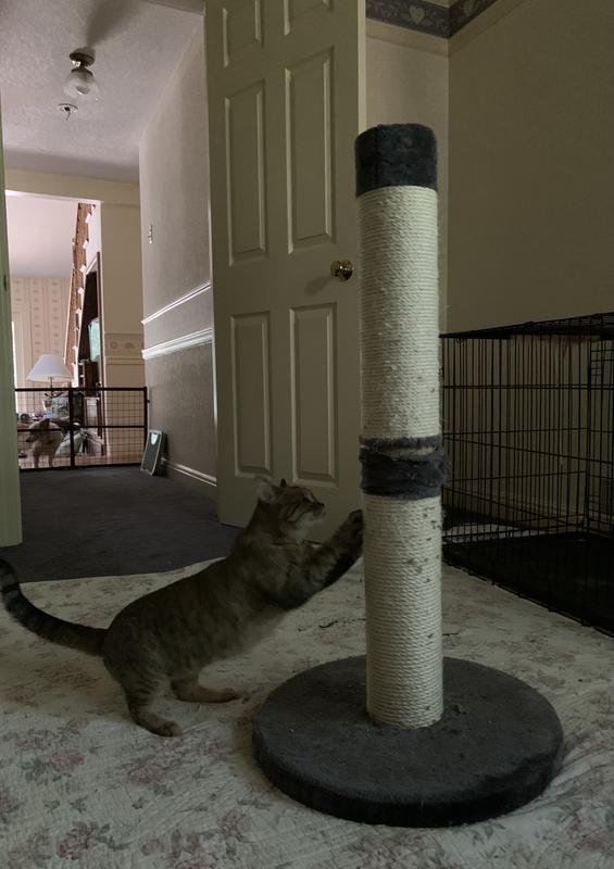 FRISCO 35-in Heavy Duty Sisal Cat Scratching Post with Toy, Dark ...