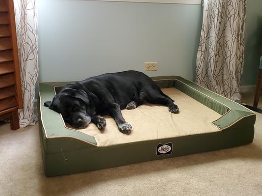 Product Reviews for SEALY Lux Premium Orthopedic Bolster Dog Bed