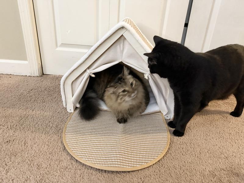 You can see how big it is with my medium cat next to it