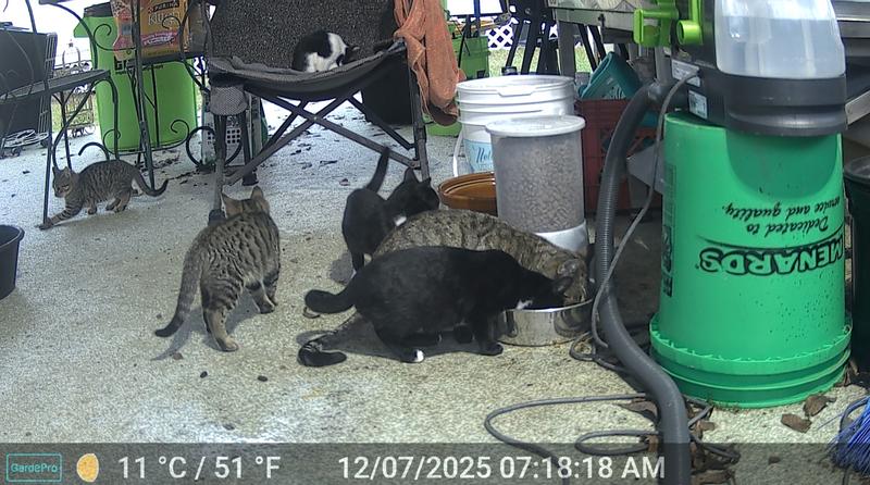 5 kittens and the momma kitty eating the kitten food