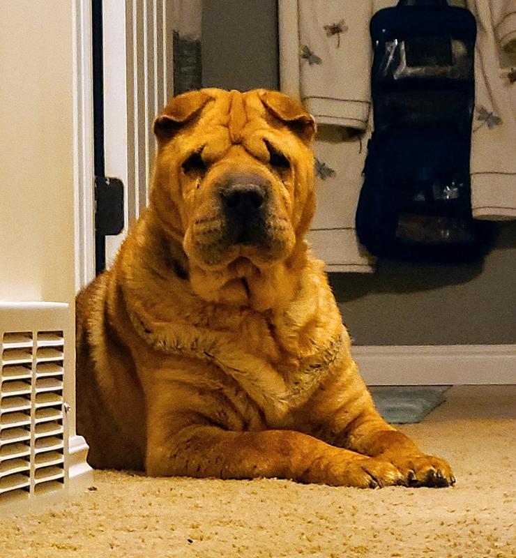 Gus after eating Canidae Pure for 4 months