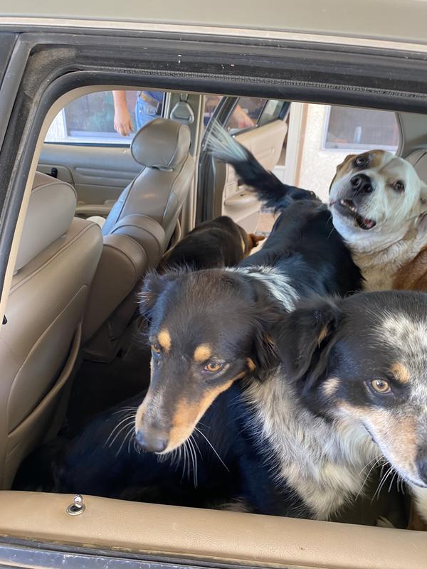 Bert 6 yes Skippy 7yrs Sally 2yrs