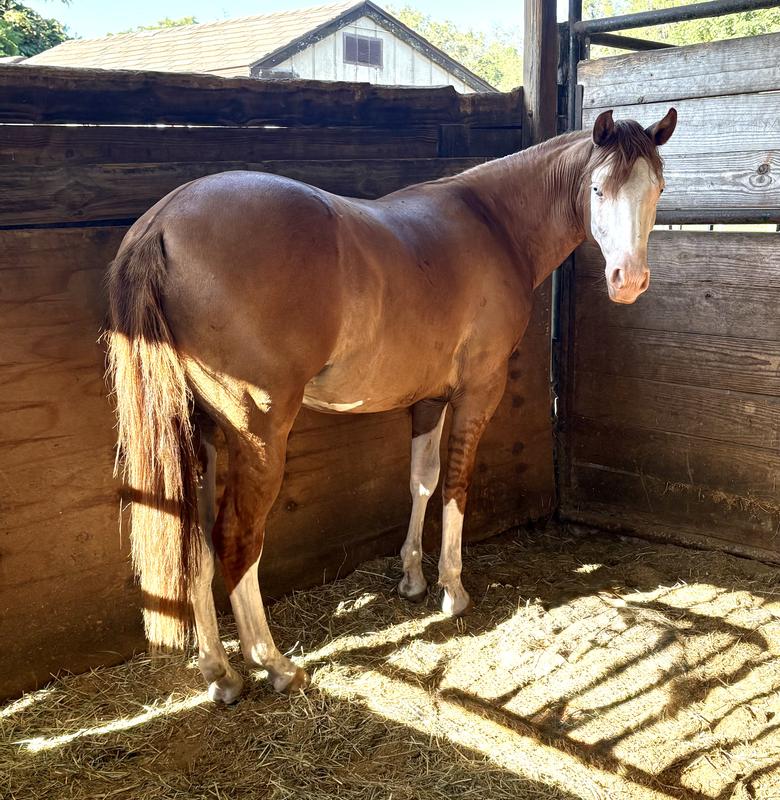 Gunna Need Shades ( slim)