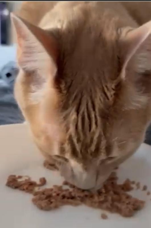 Sully enjoying his food.