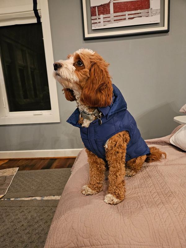 Frisco Mediumweight Quilted Dog & Cat Puffer with Removable Hood