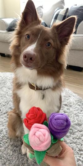 rose toy customer reviews Let me try it out for myself..🤔 main image 0