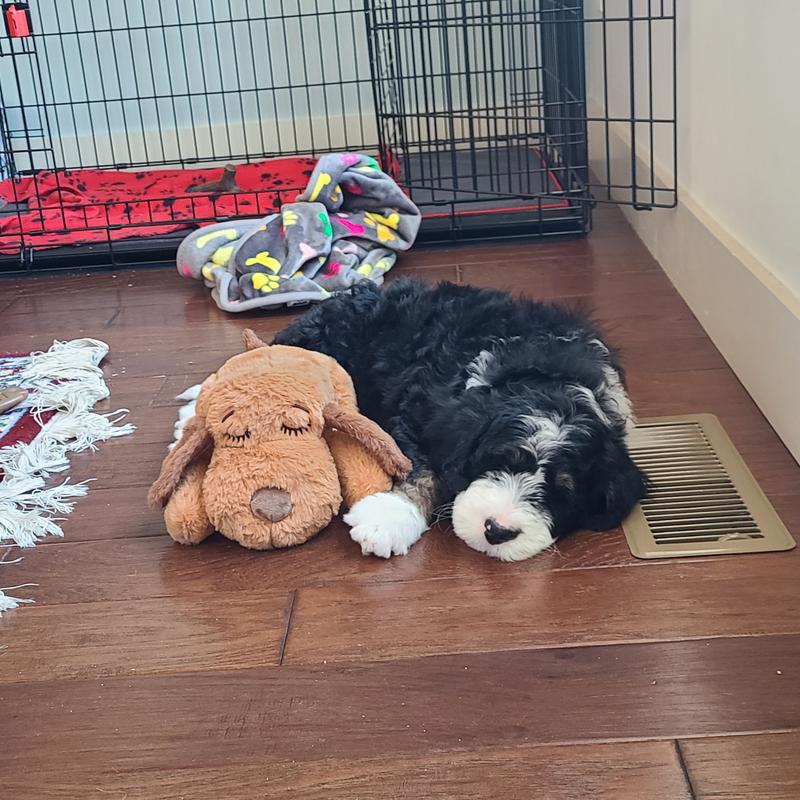 Rover Test Pups Review the Snuggle Puppy Heartbeat Toy