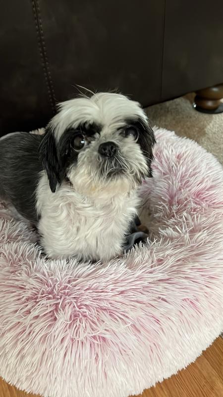 Molly enjoying her hip and joint chews