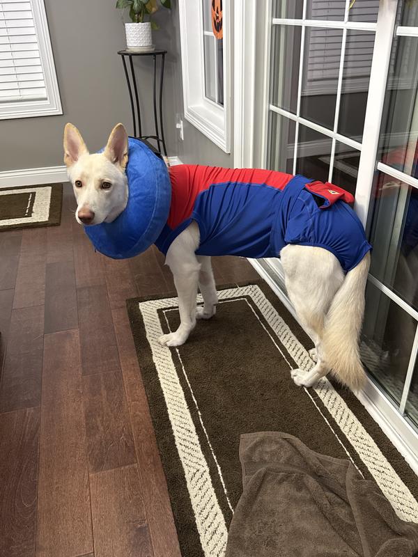 Super dog! Donut not really needed after all.