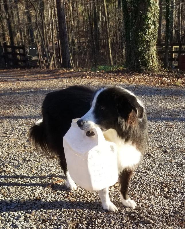 Morgan is 13 yrs old and still enjoys playing with his big jug!