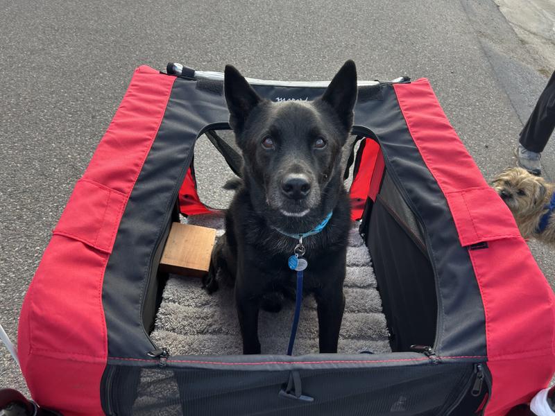 Black dog sitting inside his red carriage