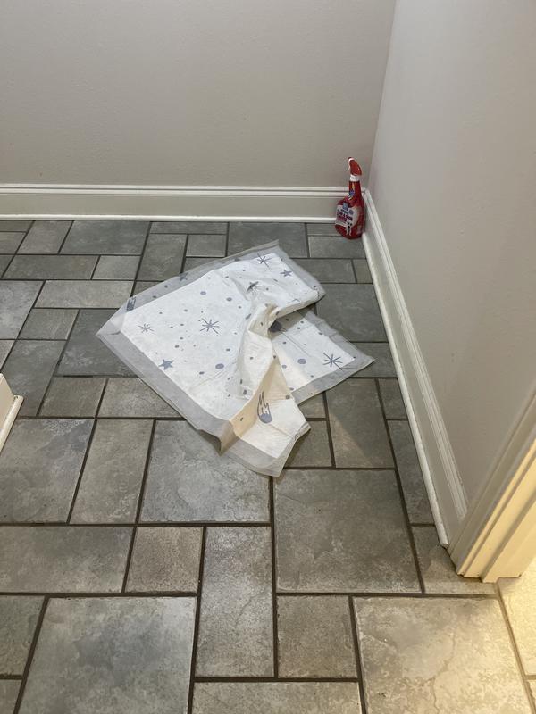 Brees came running around corner hit the pad, at 1st I thought the little terror was going to bring the pad with him 😂🤦🏼‍♀️