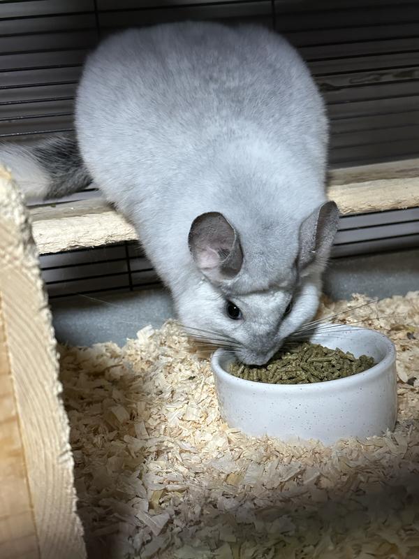 Mosaic chinchilla Newtcifer loving his new feed.