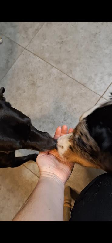 A new favorite treat!