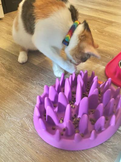 Discontinued - NORTHMATE Catch Interactive Cat Feeder, Purple - Chewy.com