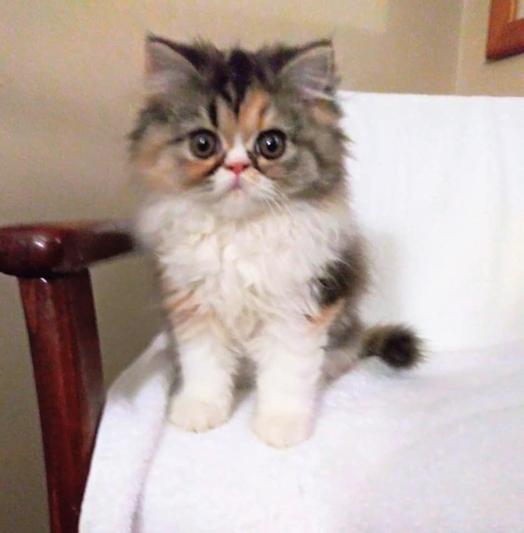 RICHELL Training Kennel for Dogs & Cats, PK650