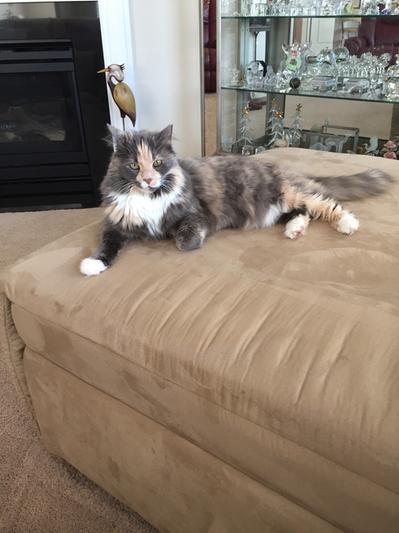 Sugar after her afternoon snack