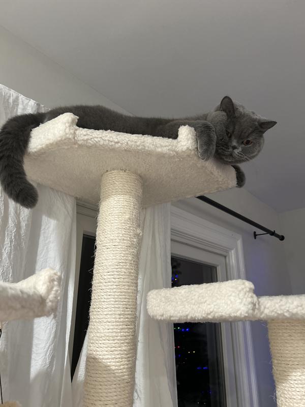 At least one of my cats still likes it