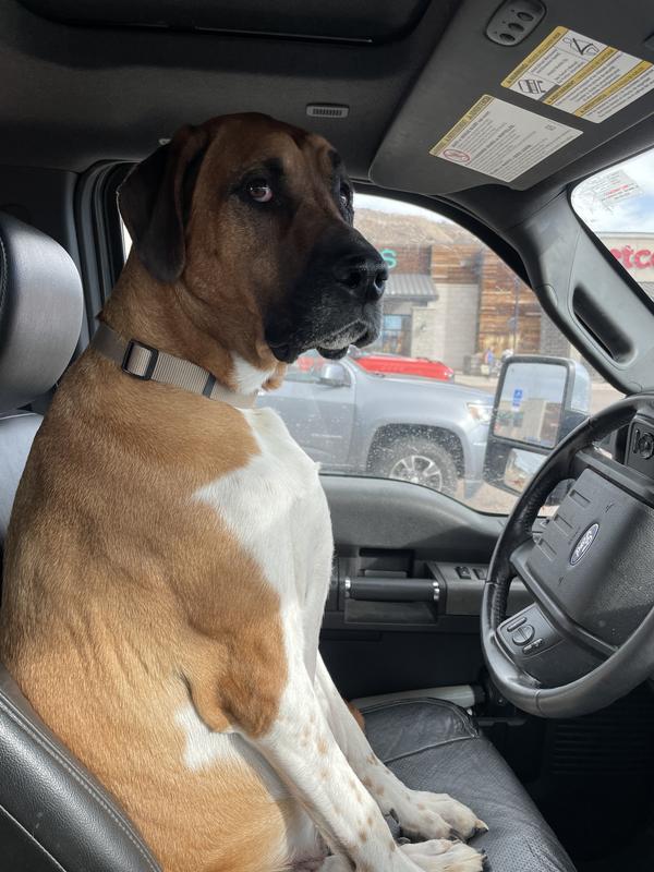 A front seat driver! Lol