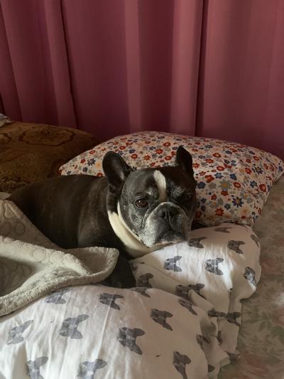 My Beauregard (Beau)