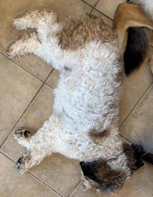 Lily before I used the clippers on her