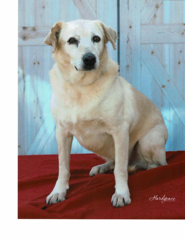 Archie's a big eater but has a delicate stomach.