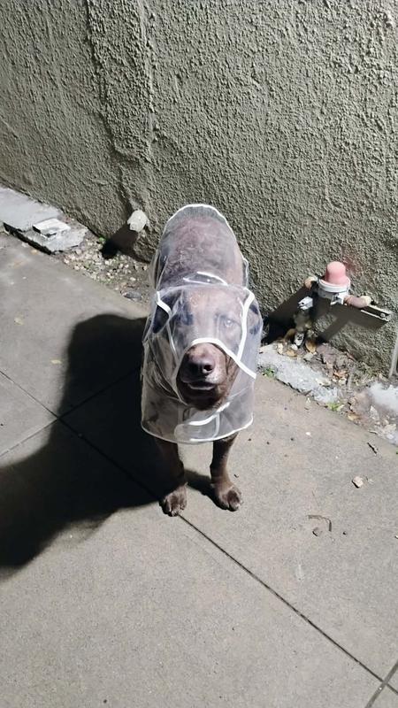 The Chessie stare!  He convinced me he wanted the hood down.