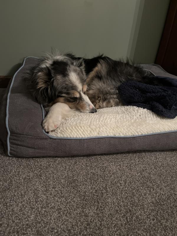 Polly enjoying her bed