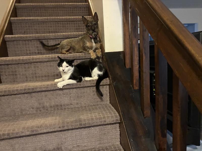 Chica and Charlie are doing well together