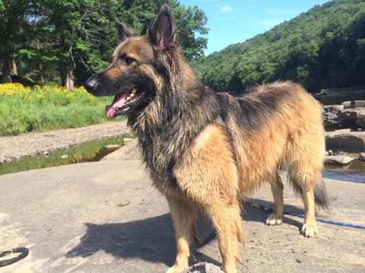 Gunnar On A River Swim Trip