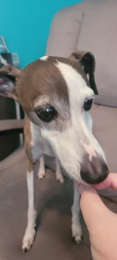 loves getting as a treat