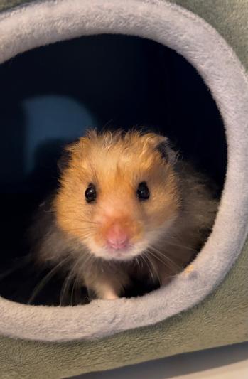 Is oxbow good outlet for hamsters