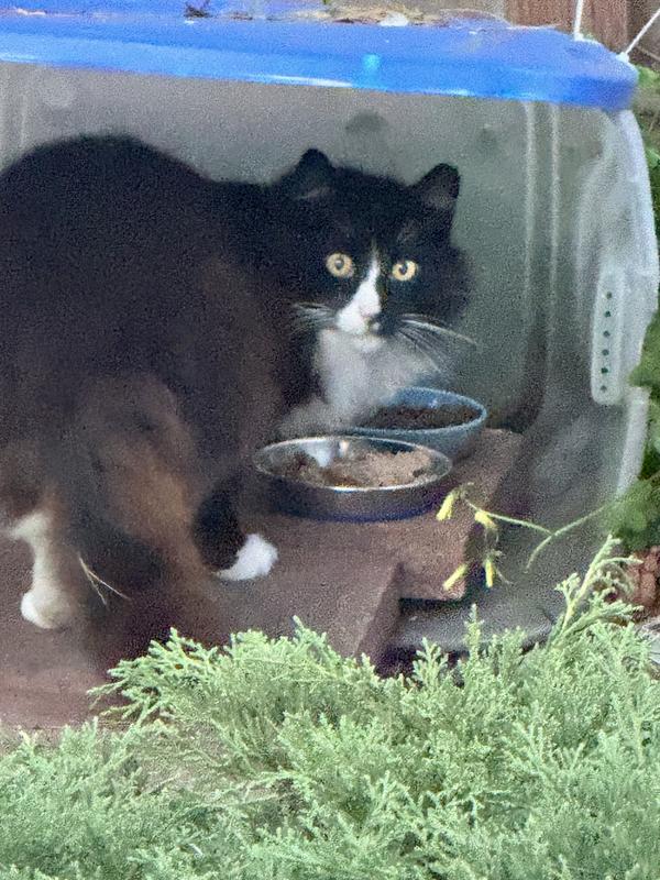 Saying thank you for dinner